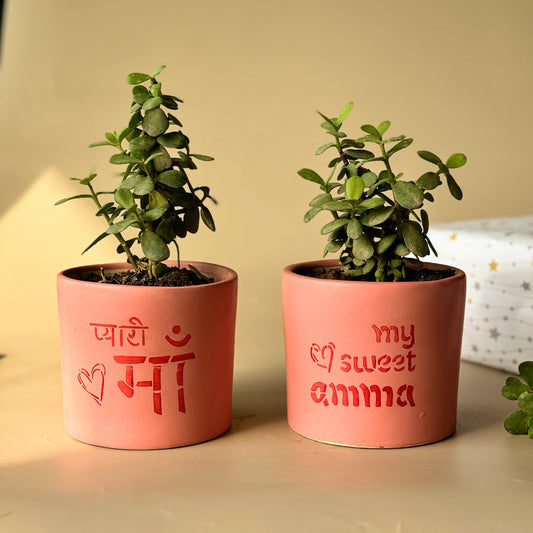 Ma + Amma Planters | Combo