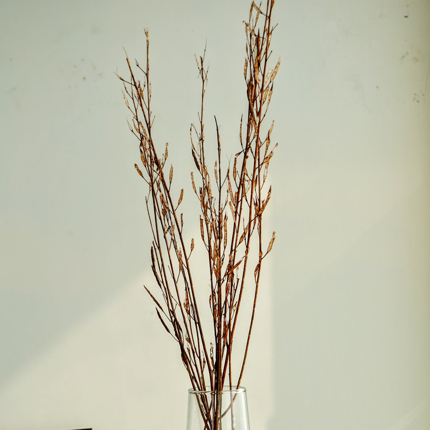 Dried Mustard Stems (Set of 20)