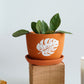 Bright Day Planter with Plate | Buy One Get One FREE
