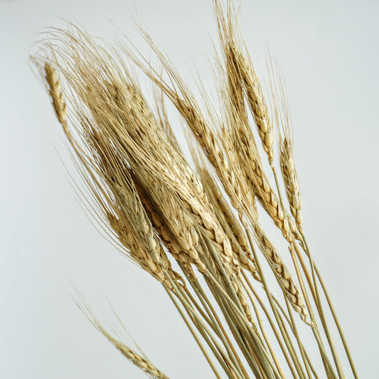 Dried Natural Wheat Stems (80 Strands)